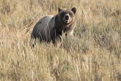 Trail Walker Attacked by Wild Animal in National Park Flown to Hospital