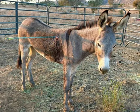 Burro Healing Following Recent Arrow Attack on Feral Donkeys in the Golden State