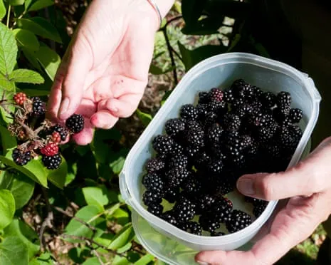 In Search Of: Tasty Bakes to Make Use Of a Abundance of Handmade Jam