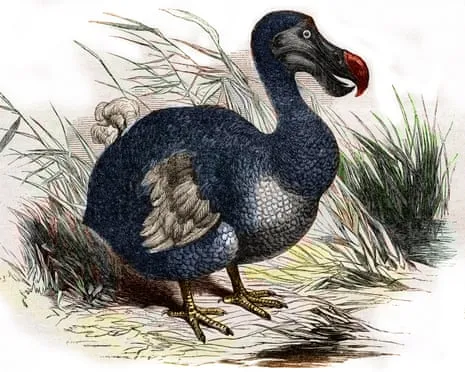 Experts State They Have Achieved a ‘Pivotal Step’ in Resurrecting the Extinct Bird for the First Time in 300 Years